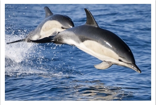Дельфіни, які водяться у Чорном морі